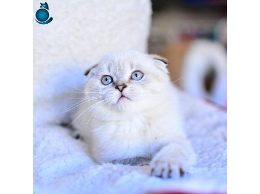 Top Kafa Silver Scottish Fold Shorthair