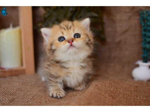 Kısa Bacak Büyümeyen Yavrumuz Munchkin Shorthair