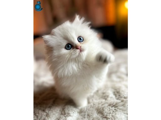 İpek Tüylü NS1133 British Longhair