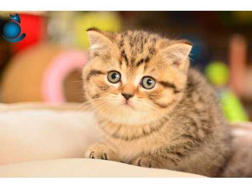 En Kaliteli Black Golden British Shorthair