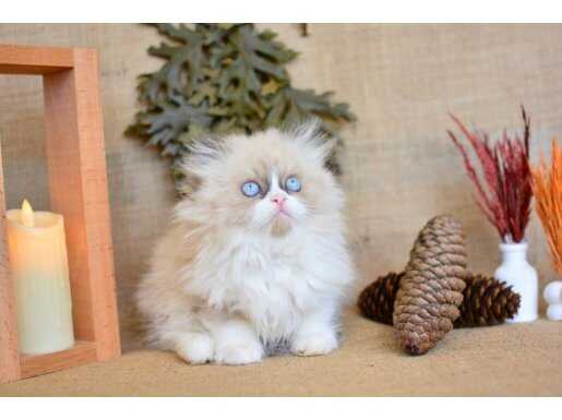 Safir Güzelliğinde Maskeli Ragdoll Yavrumuz