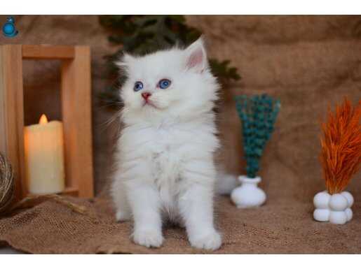 Muhteşem Silver NS1133 British Longhair 