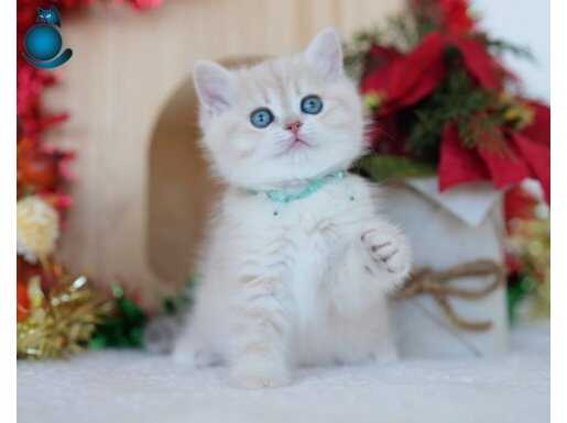 Güneş Sarısı Golden Point British Shorthair 