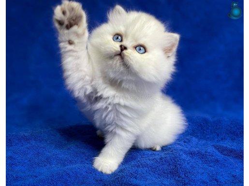 İpek Tüylü Silver NS1133 British Longhair 