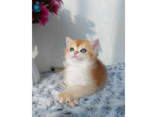 Eşsiz Renkte Golden NY12 British Shorthair 