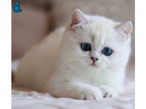 Masmavi Gözlü NS1133 British Shorthair 