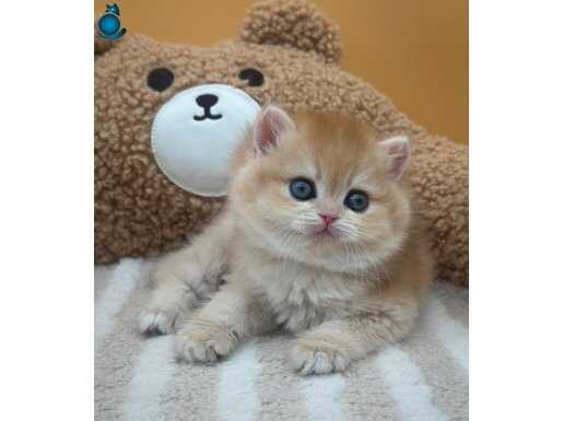 Etkileyici Renkte Golden NY12 British Shorthair 
