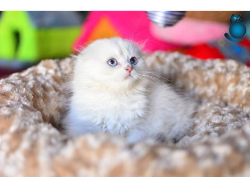 Prenses Silver NS1133 Scottish Fold Longhair 