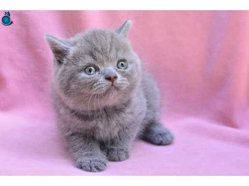 Gri Tüy Yumağı British Shorthair 