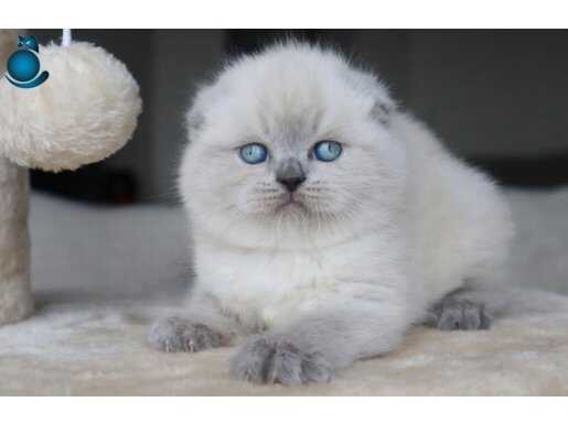Deniz Mavisi Gözlü Blue Point Scottish Fold Shorthair 