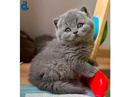 Topaç Kafa Gri British Shorthair 