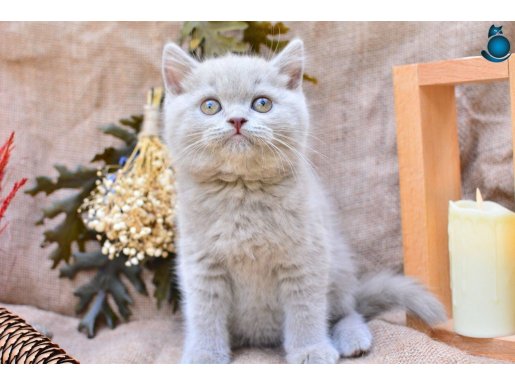 Sütlü Kahvemiz Lilac British Shorthair 