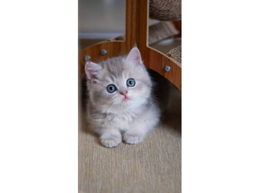 En Güzel Renkte Blue Golden British Shorthair 