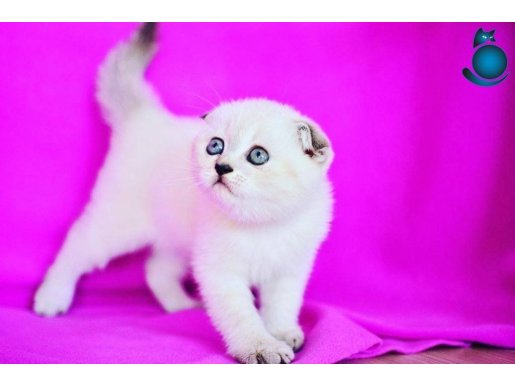 Türünün En Güzeli Blue Point Scottish Fold Shorthair 