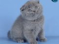 Kulaksız Gri Scottish Fold