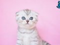 Asil Soydan Silver Scottish Fold