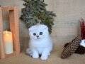 Pamuğumuz Silver Scottish Fold