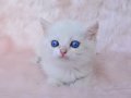 Cam Gözlü NS1133 British Shorthair