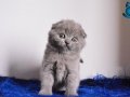 Eşsiz Kalitede Gri Scottish Fold