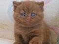 Nadir Bulunan Yavrumuz Chocolate British Shorthair