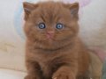 Nadir Bulunan Yavrumuz Chocolate British Shorthair