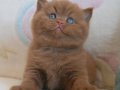 Nadir Bulunan Yavrumuz Chocolate British Shorthair