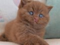 Nadir Bulunan Yavrumuz Chocolate British Shorthair