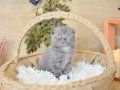 Duman Grisi Scottish Fold Shorthair