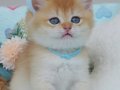 Altın Parıltısı Golden NY12 British Shorthair Yavrumuz