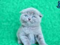 Mükemmel Gri Scottish Fold Yavrumuz