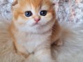 Top Kafa Golden NY12 Scottish Fold Shorthair