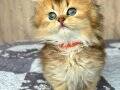 Altın Yumağımız Black Golden British Longhair