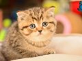 Show Kalite NY25 Black Golden British Shorthair