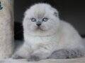 Deniz Mavisi Gözlü Blue Point Scottish Fold Shorthair