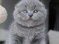 Duman Grisi Scottish Fold Yavrumuz