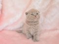 Top Kafa Lilac Scottish Fold Shorthair