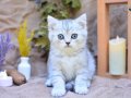 Muhteşem Tonda Silver NS24 British Shorthair