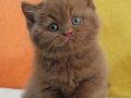 Büyüleyici Chocolate British Shorthair