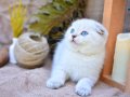 Bembeyaz Silver NS1133 Scottish Fold