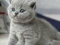 Yusyuvarlak Kafa Gri British Shorthair