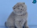 Kulaksız Gri Scottish Fold Shorthair