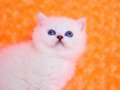 Masmavi Gözlü NS1133 British Shorthair