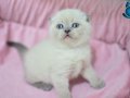 Pamuk Tüylü Blue Point Scottish Fold Shorthair