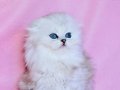 Beyaz Yumak NS1133 Scottish Fold Longhair