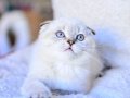 Top Kafa Silver Scottish Fold Shorthair