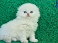 İnci Tanemiz NS1133 Silver Scottish Fold Longhair