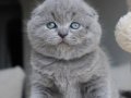 Duman Grisi Scottish Fold Shorthair