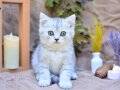 Muhteşem Tonda Silver NY24 British Shorthair