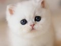 Süt Beyaz Mavi Gözlü NS1133 British Shorthair