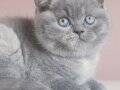 Yuvarlak Kafa Gri British Shorthair